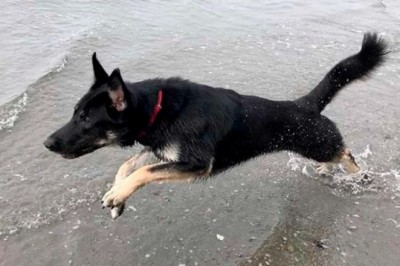 From Shelter Pup to Hero: Meet Tino, the Service Dog Who Saved a Life!