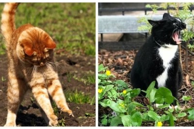 Gardening Cats: A Whimsical Garden Journey Captured in 25 Photos