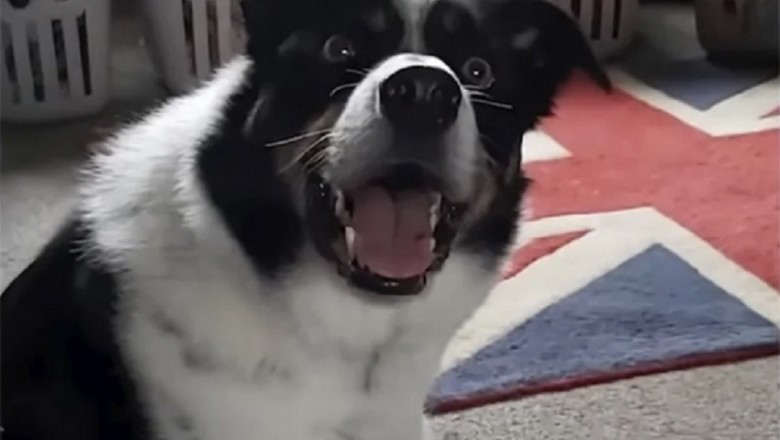 Meet Max: The Genius Dog Who Memorized 231 Toy Names!