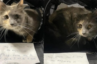 Priscilla the Cat's Miracle Rescue Story Touches Hearts Worldwide