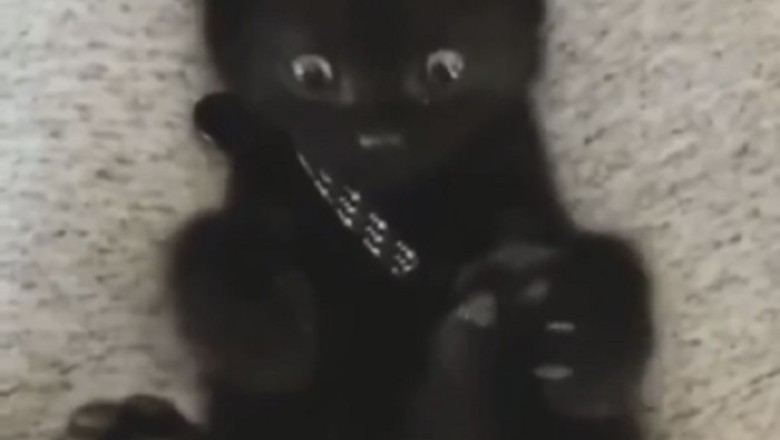 The Delightful Discovery: A Kitten's Surprise Encounter with Four Paws