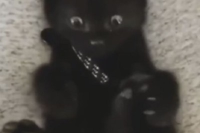 The Delightful Discovery: A Kitten's Surprise Encounter with Four Paws