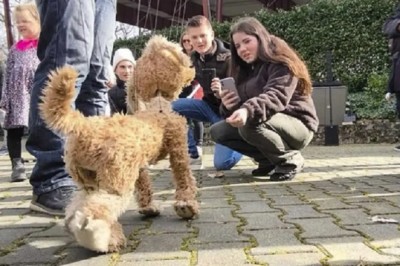 The Story of Burek: A Puppet That Behaved Like a Real Dog