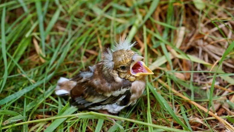 The Truth About 'Lost' Chicks: Why You Shouldn't Touch Them - A Must-Read for Nature Lovers!