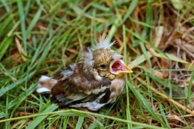 The Truth About 'Lost' Chicks: Why You Shouldn't Touch Them - A Must-Read for Nature Lovers!