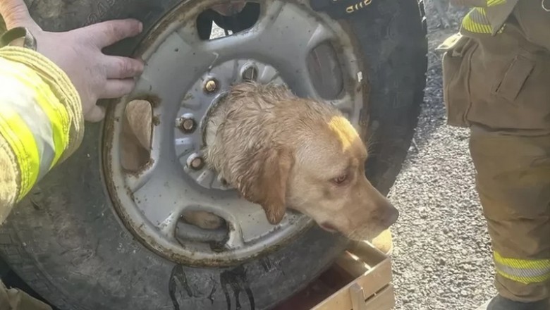 Tragic Accident: Dog's Desperate Struggle in Tire Mishap