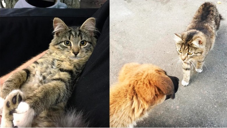 A Tale of Unlikely Bonds: The Heartwarming Journey of the Stray Kitten and the Rescued Puppy