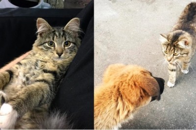 A Tale of Unlikely Bonds: The Heartwarming Journey of the Stray Kitten and the Rescued Puppy