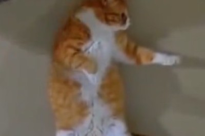 Cat-tastic Comedy Duo: Watch These Hilarious Cats Rule the Wall with Their Purr-fectly Nap-tastic Skills!