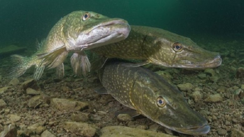 Discover the Astonishing Lifespans of Fish: From Centenarian Carp to Ancient Eels!