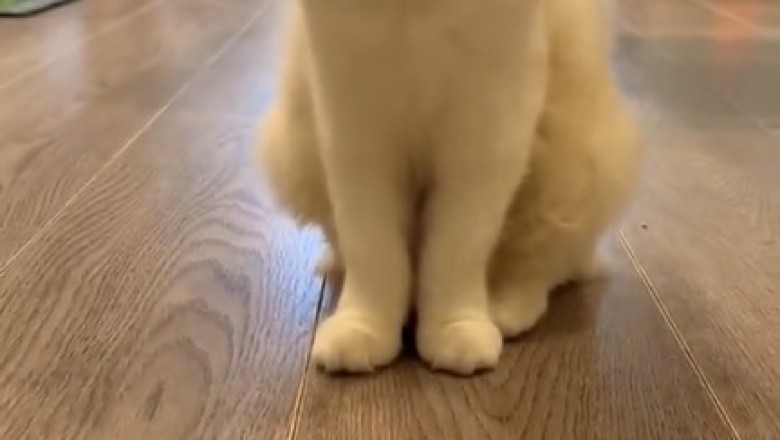 Meet the Happiest Cat Ever: This Feline's PURR-spective on Life Will Brighten Your Day!