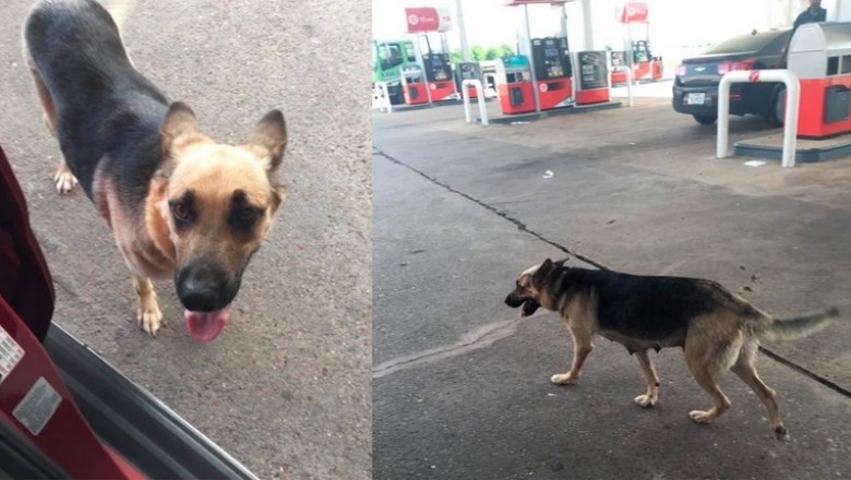 Mercy's Heartwarming Journey: From Abandoned Stray to Symbol of Hope and Love