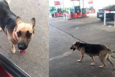Mercy's Heartwarming Journey: From Abandoned Stray to Symbol of Hope and Love
