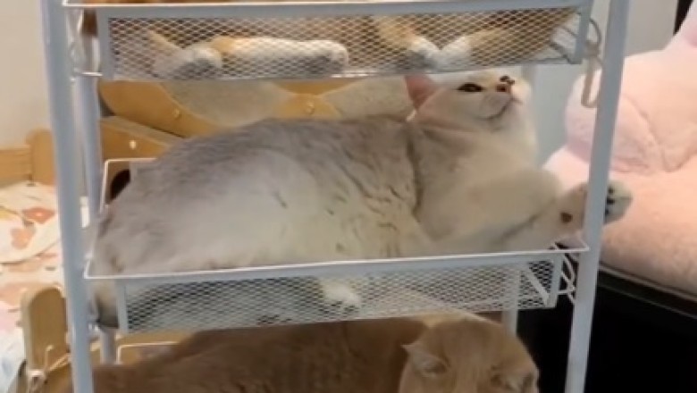 Pawsitively Purrfect Pyramid: Cats Stack Up for the Ultimate Cuddle Fest!