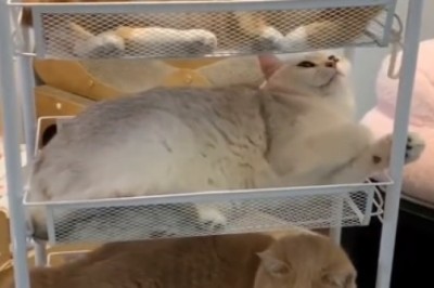 Pawsitively Purrfect Pyramid: Cats Stack Up for the Ultimate Cuddle Fest!