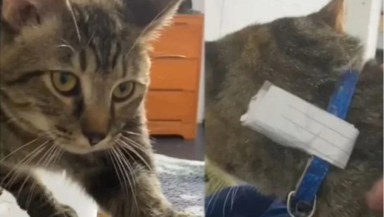 The Mysterious Tale of Calvin: A Cat with a Secret Double Life