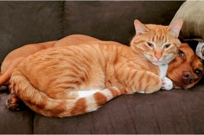 Unveiling the Heartwarming Secret Lives of Pets: Joule and Kelvin's Adorable Antics!