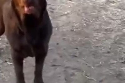 Canine Chaos! Watch as Dogs Attempt to Herd Sheep... with Hilarious Results