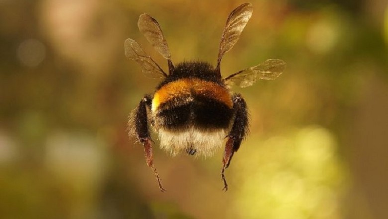 Demystifying the Flight of the Bumblebee: A Triumph of Aerodynamics