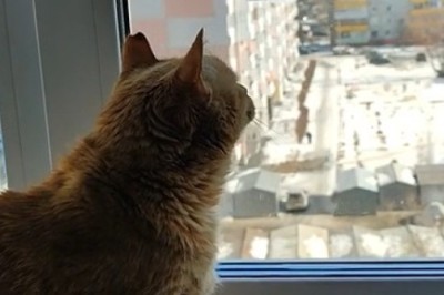 Feathered Frenemies: Cat vs. Bird Showdown Will Keep You on the Edge of Your Seat!