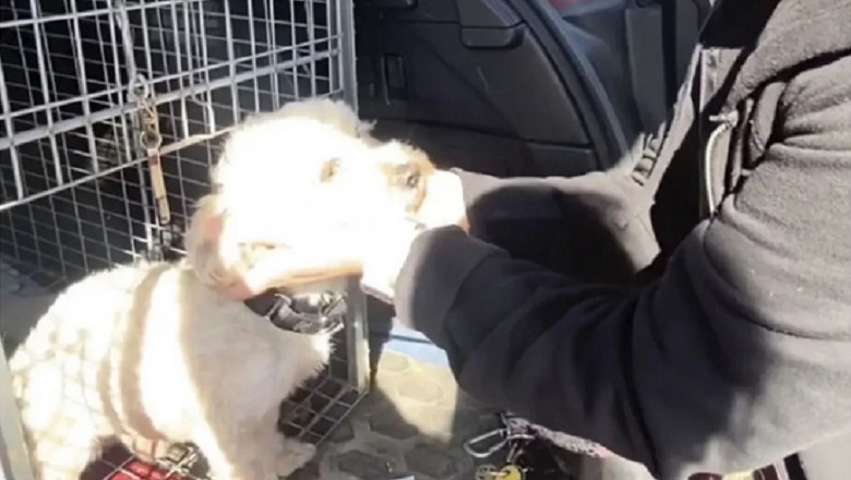 Heartwarming Reunion: Runaway Dog Surprises Owner in Emotional Reunion