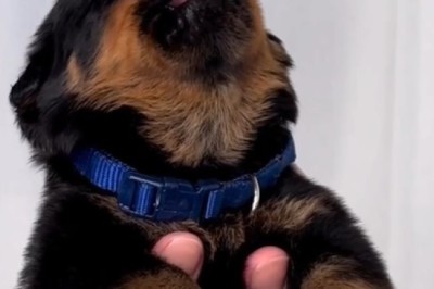 Howl-larious Alert: Adorable Puppy Channels Inner Wolf in Epic Howling Performance!