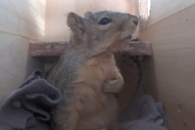 Mouse-turbating! Mouse's Hilariously Terrifying Dream Will Leave You Squeaking with Laughter