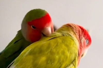 Feathered Friends: Hilarious Adventures of a Parrot and His Girlfriend Will Leave You Squawking with Laughter!