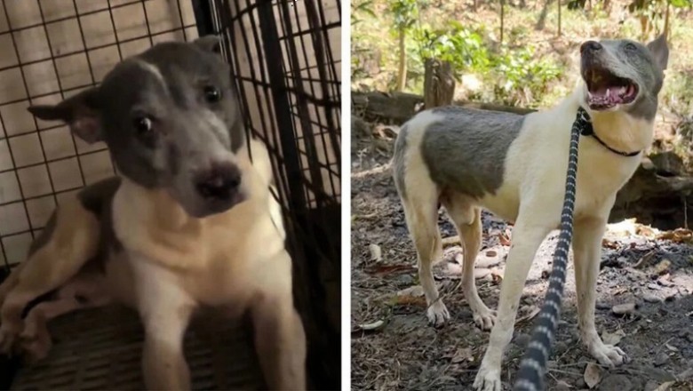 Heartwarming Story: Dog Smiles for the First Time After 15 Years in a Cage