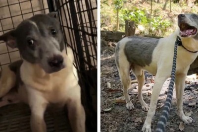 Heartwarming Story: Dog Smiles for the First Time After 15 Years in a Cage
