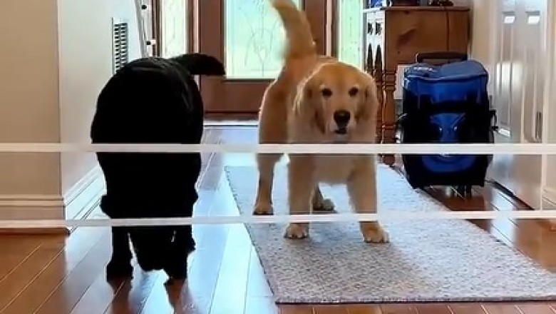 Hilarious Doggy Duo: Watch Two Dogs Attempt to Master Training Together!