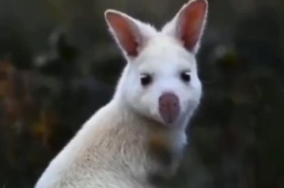 Hoppy Hour: Kangaroo Goes Wild and Hilarious in Epic Outback Adventure!