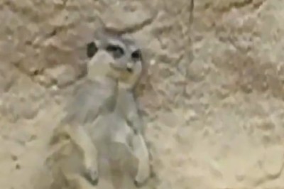 Pawsitively Hilarious: The Ultimate Compilation of Funny Pets That Will Make Your Day!