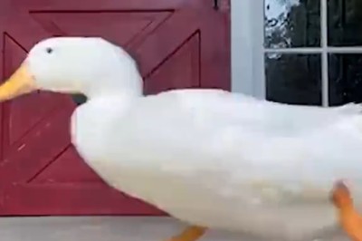 Pawsitively Hilarious: Watch these Funny Pets Steal the Show with their Antics and Pranks!