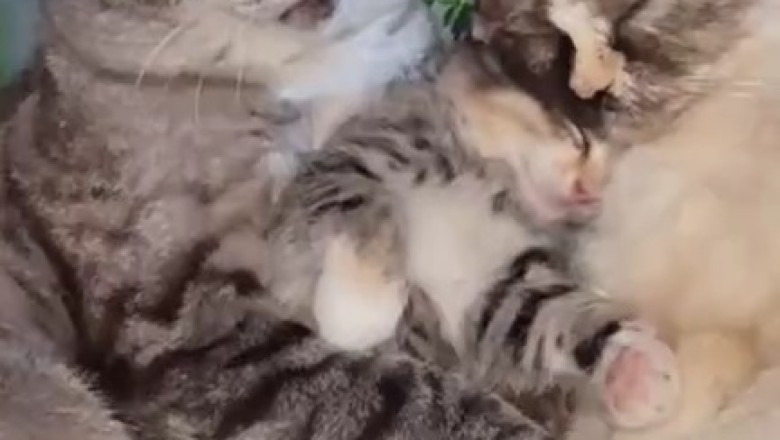 Purr-fectly Adorable: Cats Teach Their Kittens the Art of Cuteness in Hilarious Video!