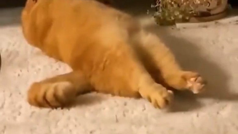 Purr-fectly Adorable: Watch This Cat's Epic Nap Time Turn into a Hilarious 360-Degree Spin!