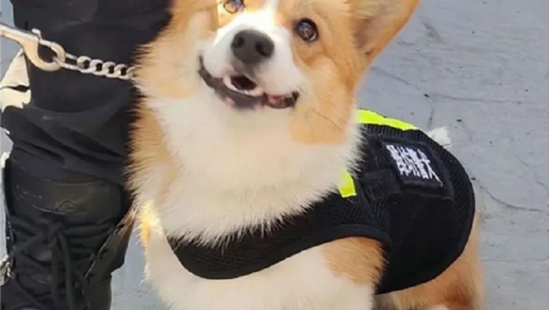 The Heart-Wrenching Journey of a Corgi's Unfulfilled Dreams