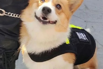 The Heart-Wrenching Journey of a Corgi's Unfulfilled Dreams