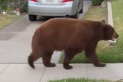 Unbearably Cute: Residents Shocked as Curious Bear Takes a Stroll Through Neighborhood!
