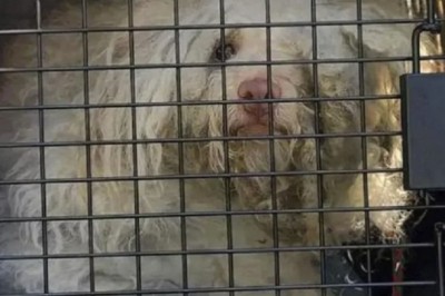 Unrecognizable Stray Dog Transformed in a Day - Witness the Incredible Makeover!