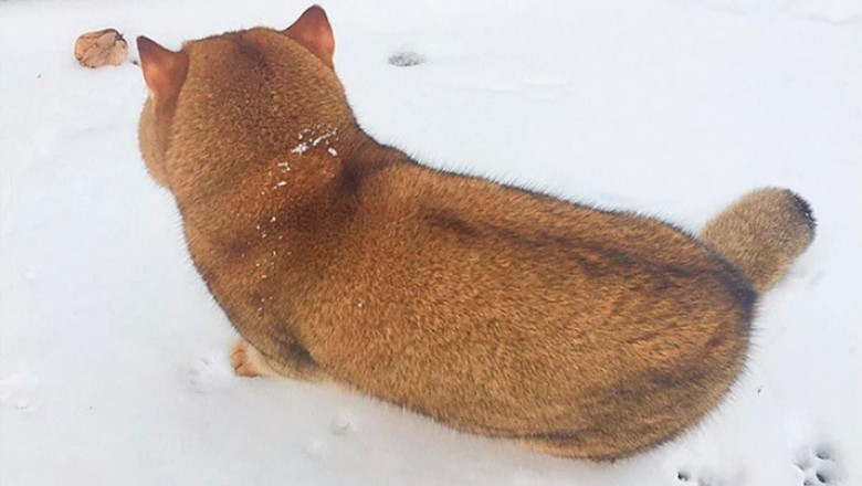 Unveiling the Enigmatic Pet: Cat or Dog? Internet in Frenzy!
