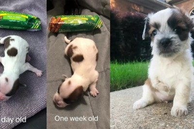 Unrecognizable Transformation: From Street Puppy the Size of a Candy Bar to Brave Adolescent - Meet Guppy the Resilient Pup!
