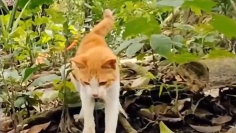Cat-astrophe Averted: Cats Surrounding a Snake – You Won't Believe What Happens Next!