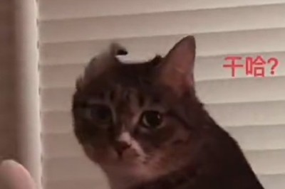 Cat-nap Chaos: Hilarious Video of Sleepy Cat Ignores Owner's Pleas with Perfect Feline Indifference!