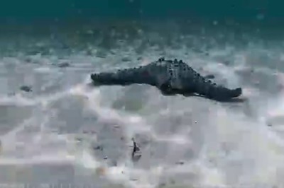 Dive into Laughter: Camera Catches Fish Frenzy at the Bottom of the Sea!