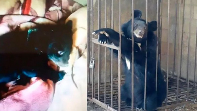 From Fluffy Pet to Furry Surprise: Chinese Man Adopts Dog, Discovers It's a Bear!