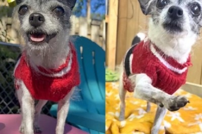 Heartbreaking Journey of Twinkle: The Dog Who Just Wanted to Snuggle