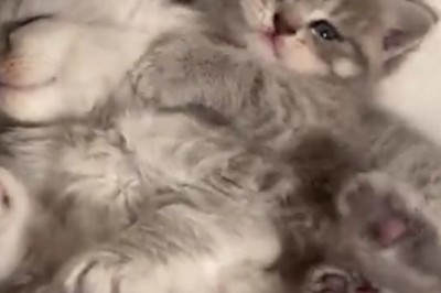 Hilarious Hijinks of the Fabulous Feline: Watch This Gorgeous Kitten Steal the Show!