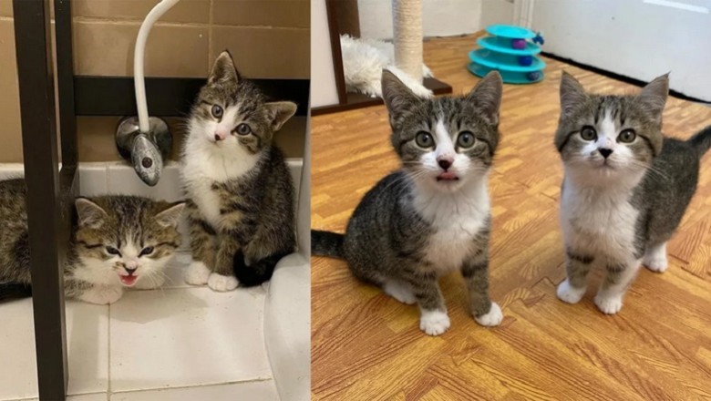 Inspiring Journey of Kimchi and Wasabi: From Stray 'Evil' Kittens to Beloved Companions