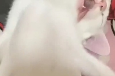 Purr-fectly Hilarious: The Chronicles of a Comical Cat!